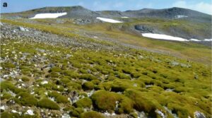 FOTOS: Antártida está ficando cada vez mais verde graças ao