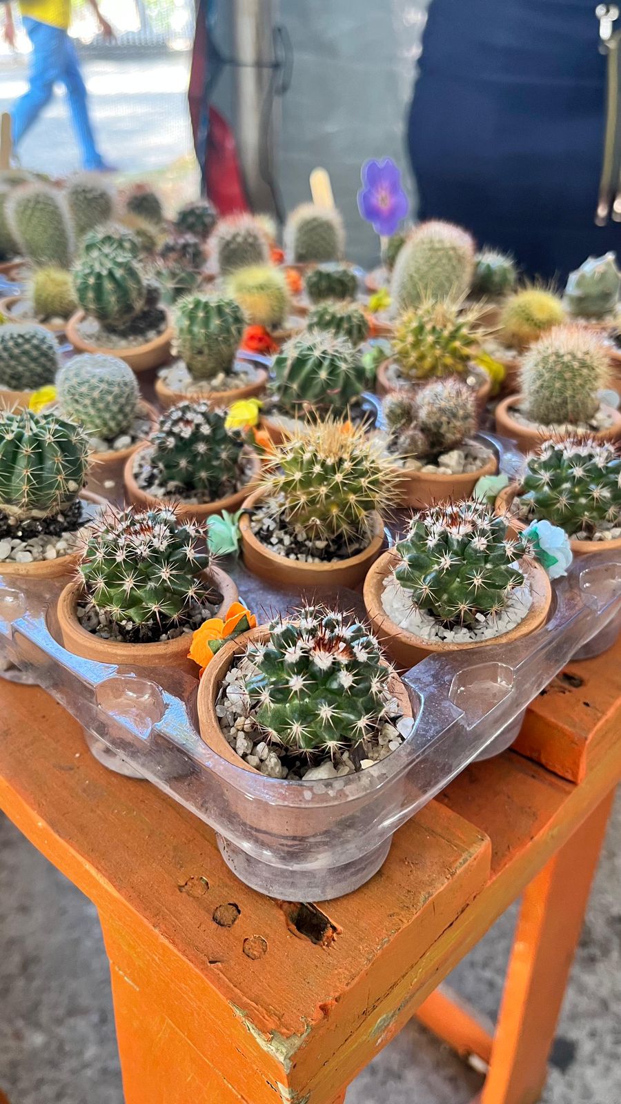 Festival das Flores de Holambra é prorrogado até dia 10