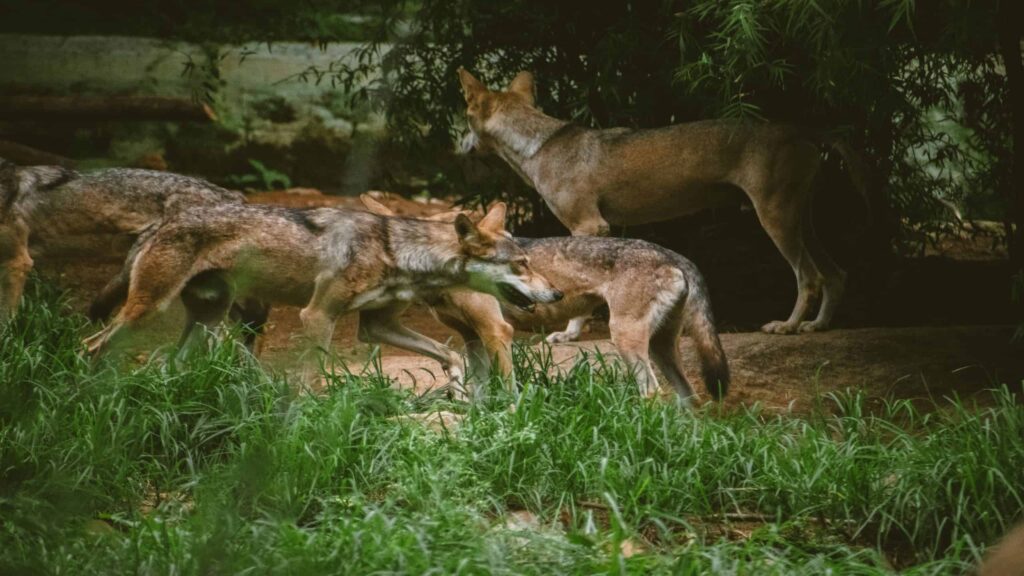 Lobos assassinos: por que animais selvagens atacam pessoas nas cidades?