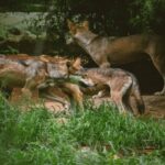 Lobos assassinos: por que animais selvagens atacam pessoas nas cidades?