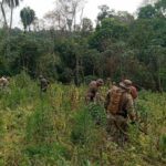 PF destrói 4 mil toneladas de maconha na fronteira com