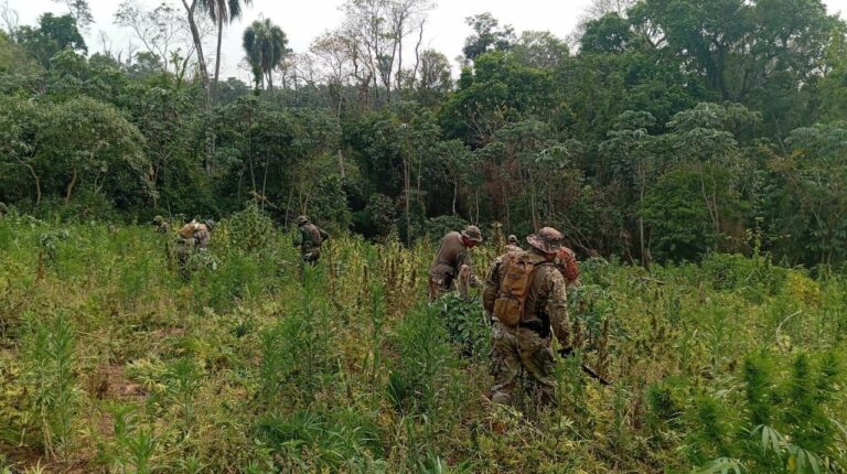 PF destrói 4 mil toneladas de maconha na fronteira com