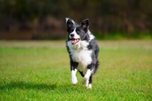 Cachorros mais inteligentes podem ter cérebros menores, diz estudo