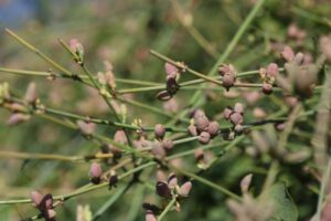 Caverna revela evidências do uso de plantas medicinais há 15