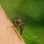 Descoberta sobre mosquitos pode ajudar no combate de várias doenças