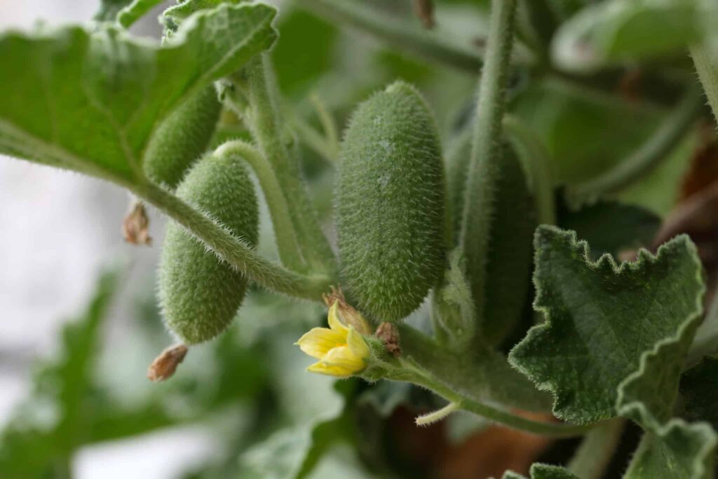 Esta planta é capaz de lançar suas sementes a dez