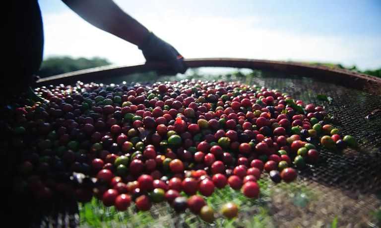 Faturamento bruto das lavouras dos Cafés do Brasil bate recorde