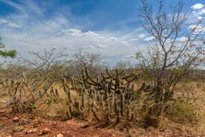 Foguete criado com garrafa PET ajuda na recuperação da Caatinga