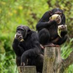 “Máquina do tempo genética” revela cultura acumulativa em chimpanzés