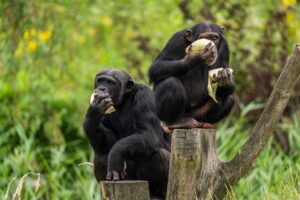 “Máquina do tempo genética” revela cultura acumulativa em chimpanzés