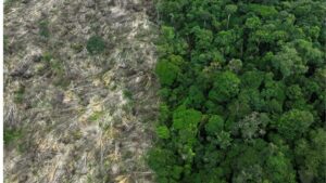 Maranhão registra queda do desmatamento na Amazônia e no Cerrado