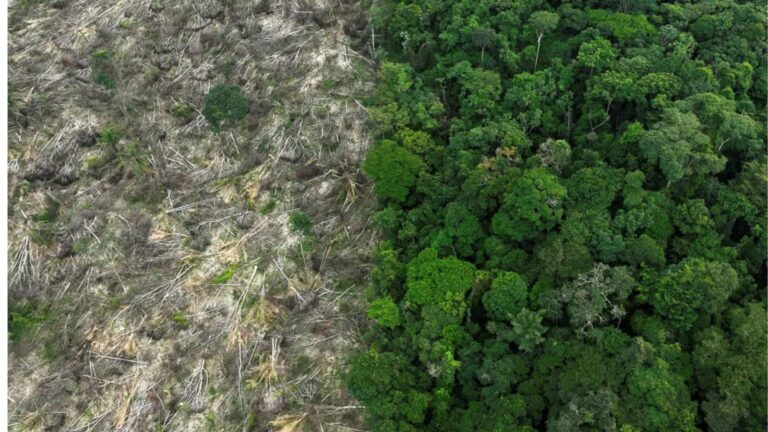 Maranhão registra queda do desmatamento na Amazônia e no Cerrado