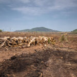 Maranhão registra queda significativa no desmatamento da Amazônia e do