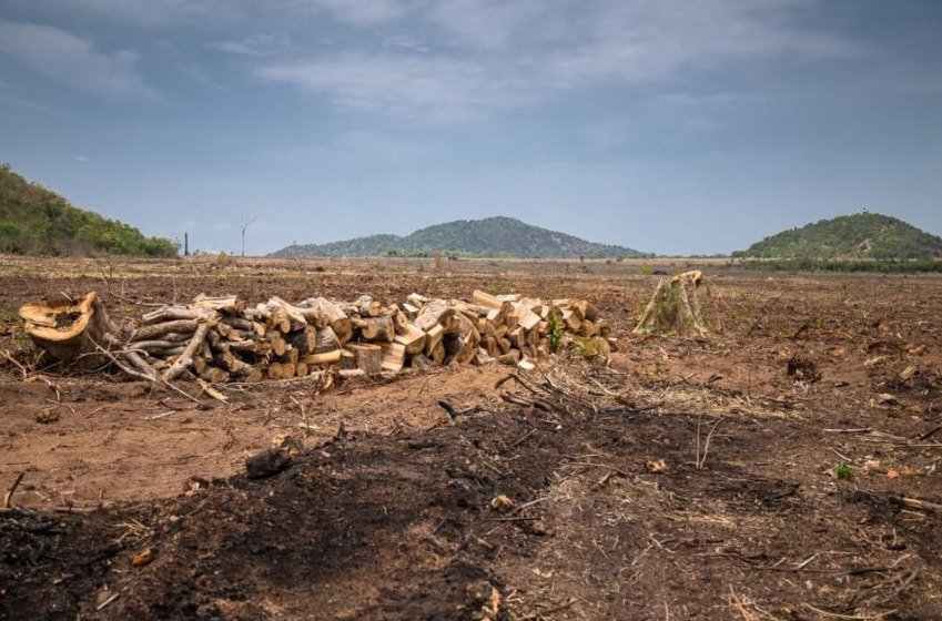 Maranhão registra queda significativa no desmatamento da Amazônia e do