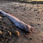 Mau sinal? Mais um “peixe do fim do mundo” aparece