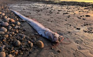 Mau sinal? Mais um “peixe do fim do mundo” aparece