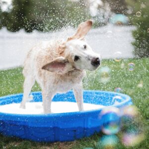 Por que cães se sacodem quando estão molhados? A ciência