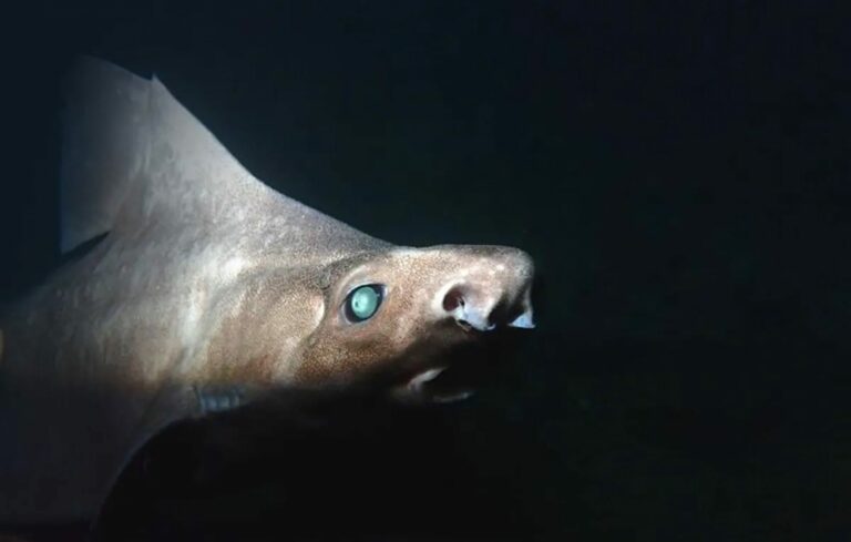 Raro “tubarão fantasma” é encontrado na costa da Albânia