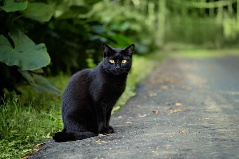 Um gato ajudou na descoberta de vírus raro nos Estados