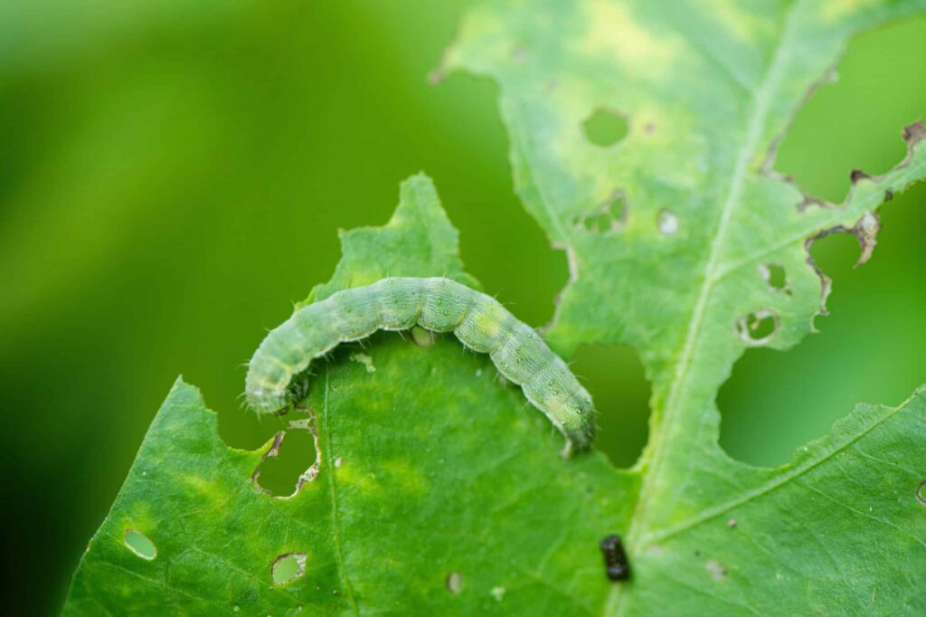 As plantas “falam”? Descubra a comunicação secreta do reino vegetal