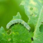 As plantas “falam”? Descubra a comunicação secreta do reino vegetal