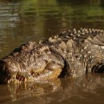 Crocodilo mais velho do mundo tem mais de 10 mil