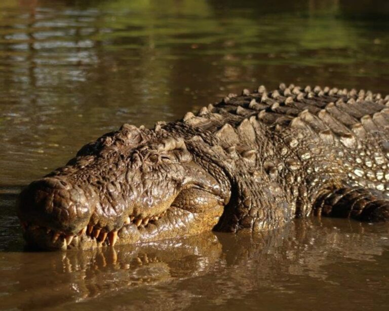 Crocodilo mais velho do mundo tem mais de 10 mil