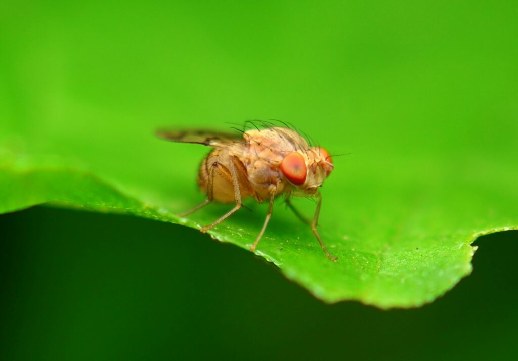 Essa espécie pode mudar tudo o que sabemos sobre campos