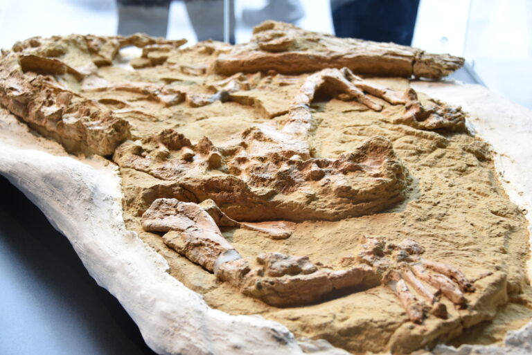 Fóssil de crocodilo de 10 milhões de anos é encontrado