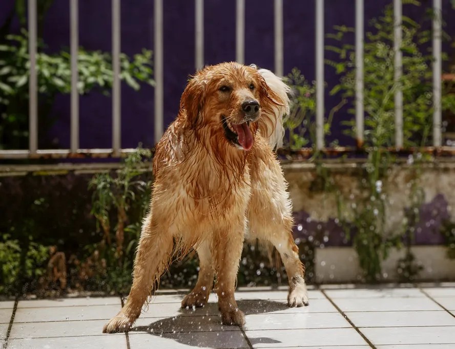 Lula sanciona lei que cria cadastro nacional de pets e