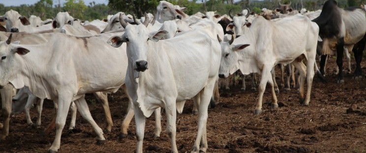 Maranhão se destaca na produção agropecuária e ultrapassa 10 milhões