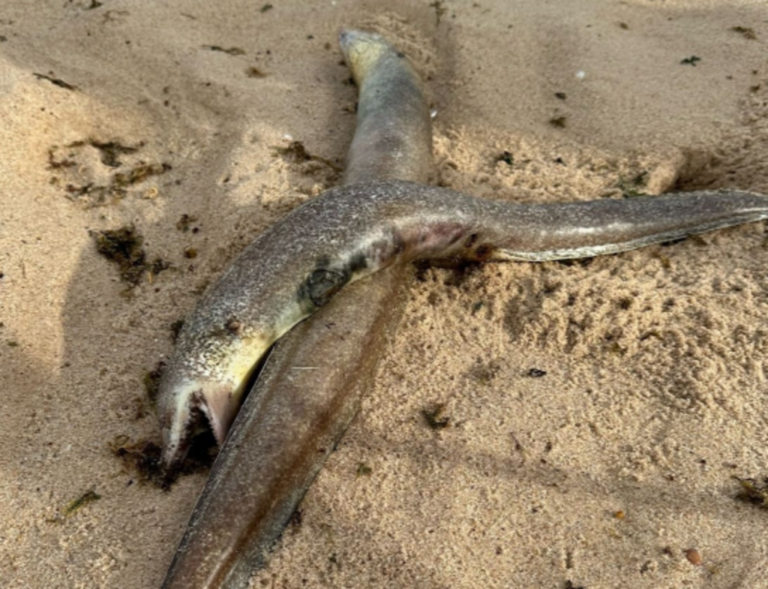 Mistério: dezenas de peixes aparecem mortos em praia da Paraíba