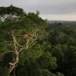 Mortes violentas na Amazônia Legal caem, mas número ainda é