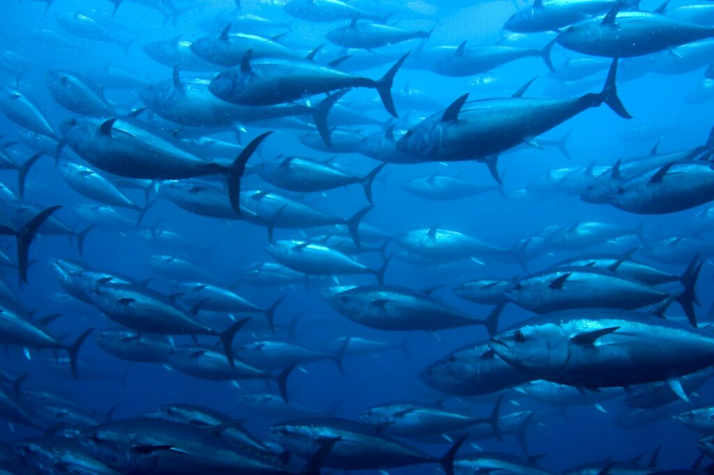 Peixe mais caro do mundo pode ser extinto por conta