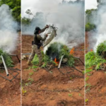 Polícia Federal destrói 89 mil pés de maconha em Grajaú