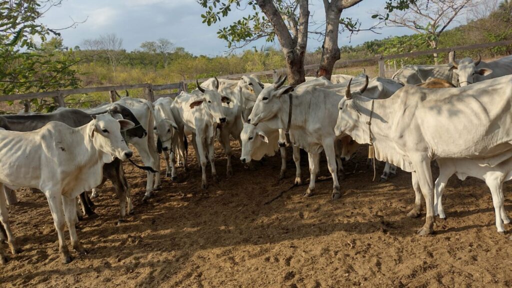 Polícia recupera 12 cabeças de gado furtadas de fazenda