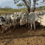 Polícia recupera 12 cabeças de gado furtadas de fazenda