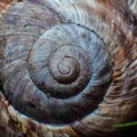 Por que a sequência de Fibonacci aparece tanto na natureza?