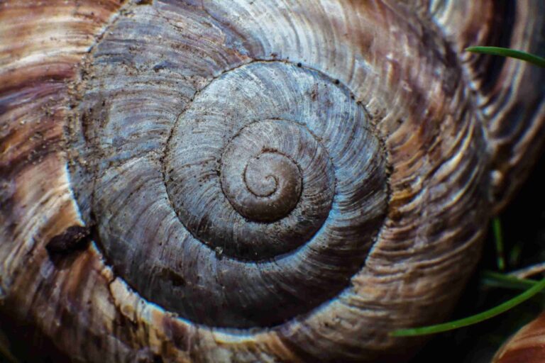 Por que a sequência de Fibonacci aparece tanto na natureza?