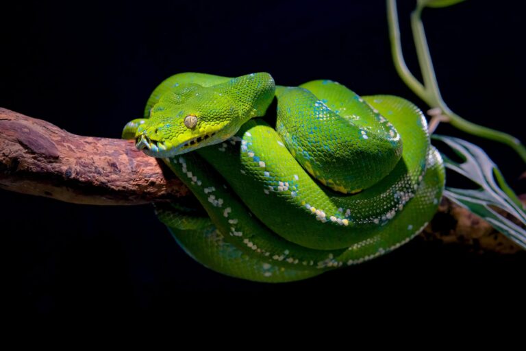 Quais são as serpentes mais peçonhentas do Brasil e onde