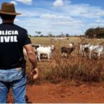 Roubo de gado se intensifica no interior do Maranhão