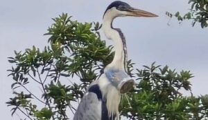 Veterinário encontra garça com um copo plástico entalado dentro do