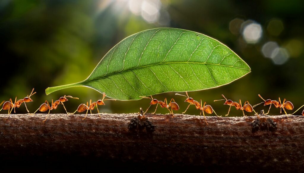 Viralizou! Formigas podem superar humanos em tarefas coletivas