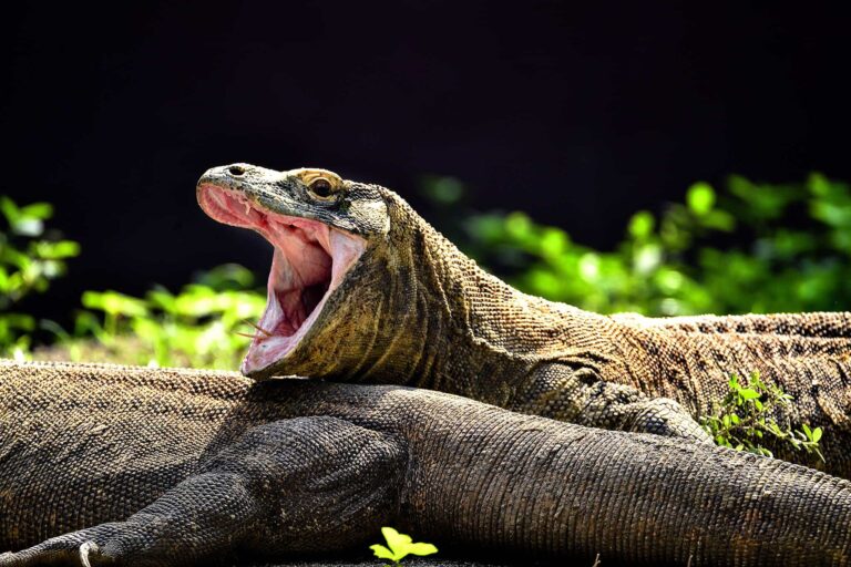 A saliva desse bicho é uma sopa de bactérias e