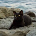 Bichanos selvagens: conheça a ilha dos gatos, localizada no Rio