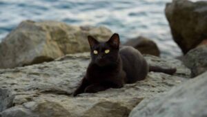 Bichanos selvagens: conheça a ilha dos gatos, localizada no Rio