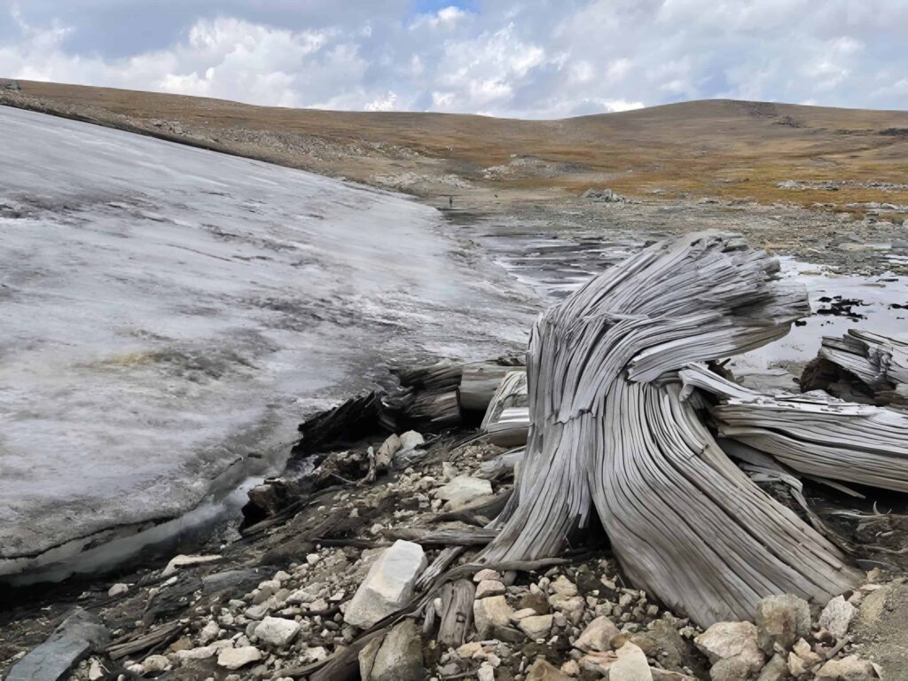 Degelo revela floresta ancestral escondida em montanhas nos EUA