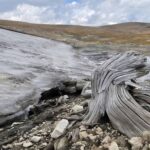 Degelo revela floresta ancestral escondida em montanhas nos EUA