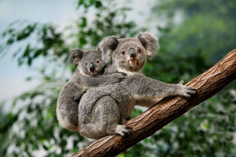 Por que a Austrália tem tantos animais bizarros?