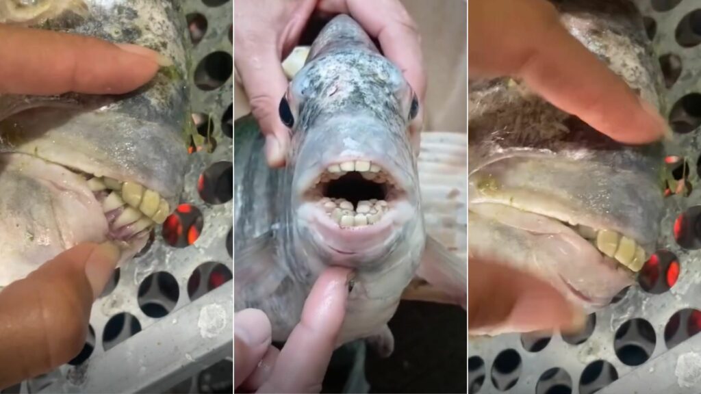 “Sorriso molhado“: peixe com “dente humano“ viraliza após ser pescado